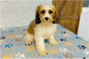 Tiffie - Cavapoo for sale