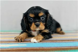 Gunnar - puppy for sale