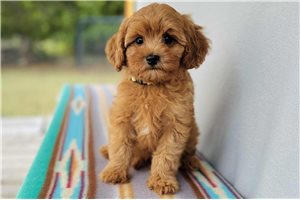 Cayden - Cavapoo for sale