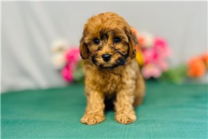 Theodore - puppy for sale