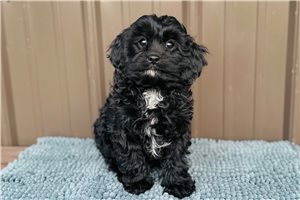Faith - Cavapoo for sale