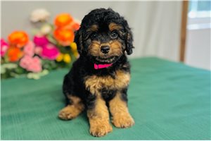 Thelma - Cavapoo for sale