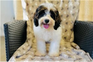 Ezra - Cavapoo for sale