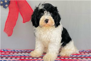 Franklin - Cavapoo for sale
