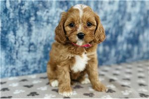 Toffee - puppy for sale