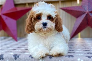 Connie - Cavapoo for sale