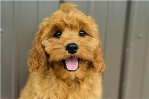 Chase - Cavapoo for sale