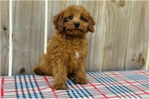 Avi - Cavapoo for sale