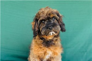Dora - Cavapoo for sale