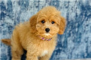 Rosalie - Cavapoo for sale