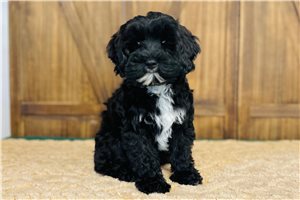 Irene - Cavapoo for sale