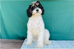 Dahlia - Cavapoo for sale