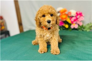 Thea - puppy for sale