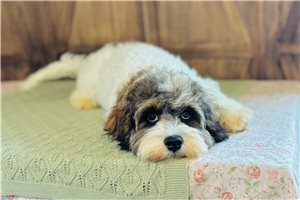 Dustin - Cavapoo for sale