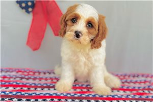 Felicity - puppy for sale