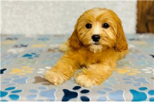 Trixie - Cavapoo for sale