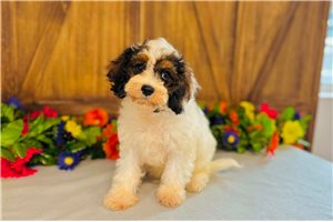 George - puppy for sale