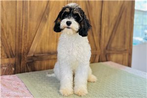 Dahlia - Cavapoo for sale