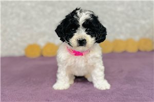 Ivory - Cavapoo for sale