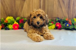 Tessa - Cavapoo for sale
