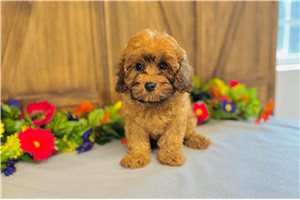 Theodore - Cavapoo for sale