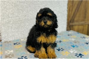 Jane - Cavapoo for sale