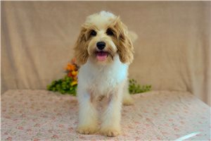 Gander - Cavapoo for sale
