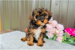 Pepsi - puppy for sale