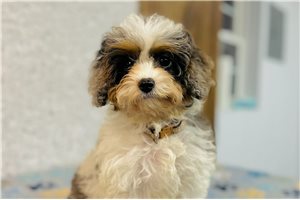Cloud - Cavapoo for sale