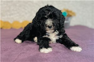 Isaac - puppy for sale