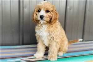 Tator Tot - Cavapoo for sale