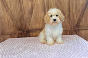 Isaiah - Cavapoo for sale