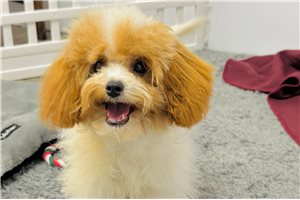 Ruth - puppy for sale