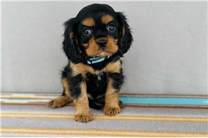 Supersonic - puppy for sale