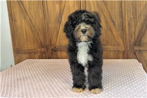 Isaac - Cavapoo for sale