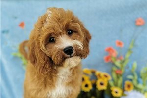 Elijah - Cavapoo for sale