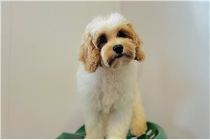 Gander - Cavapoo for sale