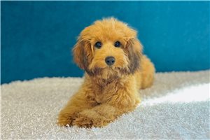 Tessa - Cavapoo for sale