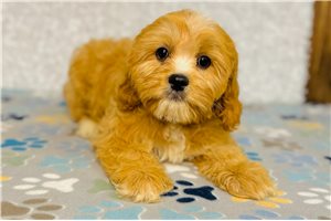 Thomas - Cavapoo for sale