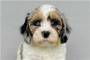Brent - Cavapoo for sale