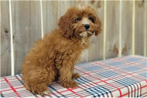 Avery - Cavapoo for sale