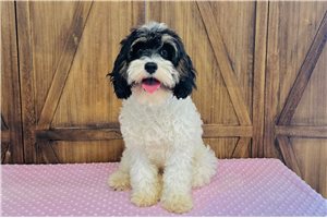 Dahlia - Cavapoo for sale
