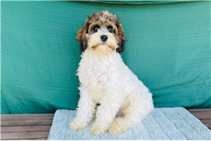 Dustin - Cavapoo for sale