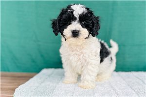Ivory - Cavapoo for sale
