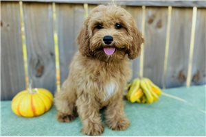 Clinton - Cavapoo for sale