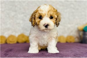 Isaiah - puppy for sale