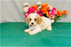 Gander - Cavapoo for sale