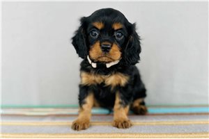 Mariner - Cavalier King Charles Spaniel for sale