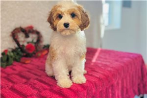 Blanche - Cavapoo for sale