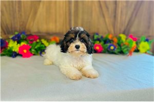 Gloria - puppy for sale